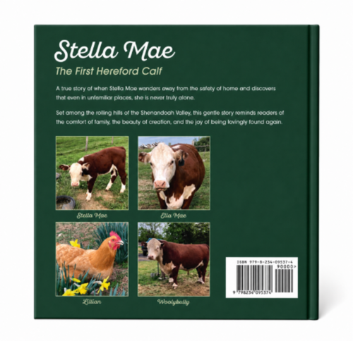 Stella Mae - The First Hereford Calf